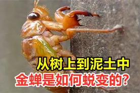 金蝉是如何蜕变的？从树上到泥土中，它为什么会这么独特？视频封面
