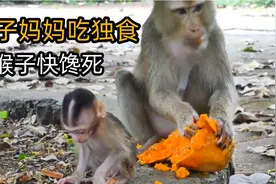 猴子妈妈吃独食，给好大儿馋的抓耳挠腮，吃不到还跟老妈发脾气视频封面