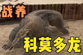 挑战养科莫多龙！