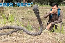 毒蛇之王——眼镜王蛇的食物、性格与繁殖，看完就知道了#眼镜蛇视频封面