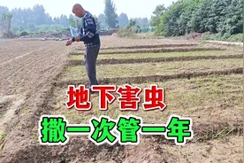 地下害虫防治大全，蛴螬、蝼蛄、金针虫、地老虎、地蛆等一次全刹