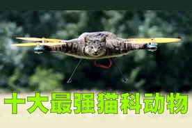 十大最强猫科动物排行榜，原来猫咪也可以这么厉害！视频封面