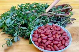 马齿苋和花生米是绝配，教你从没吃过的做法，香辣爽滑，好吃下饭