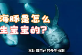 海豚是怎么生宝宝的？探索海豚的奇妙生育之旅视频封面