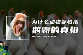 为什么动物都怕鹅 ？鹅霸的真相