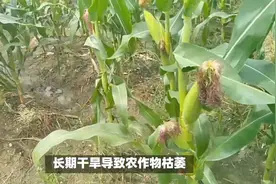 6月28~30号降雨区北移确认，暴雨分布如下，山东河南河北喜迎大雨视频封面