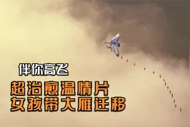 电影：13岁女孩孵化了16只大雁，然后开飞机带它们迁徙，超治愈视频封面