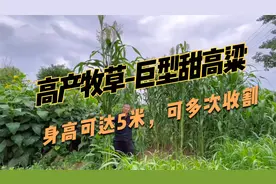 牛羊高产牧草，巨型甜高粱，产量是青贮玉米的2~3倍，耐热又耐旱视频封面