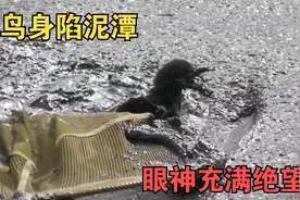 小鸟陷入泥潭充满绝望，脱困过程反应令人惊叹，最后灵性回眸！视频封面