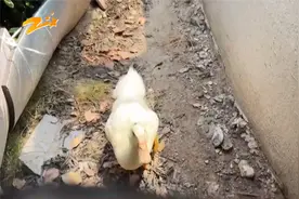 小区绿化带里养鸭子 邻居认为很扰民视频封面