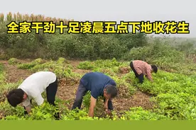 花生大丰收，全家干劲十足早上5点下地薅，不一会薅三车拉回家视频封面