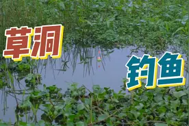 夏天来了，钓点都是水草，钓鱼需要注意啥？