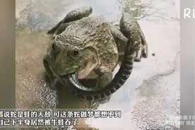 都说蛇是蛙的天敌 可这条蛇做梦都想不到自己居然被牛蛙吞了视频封面
