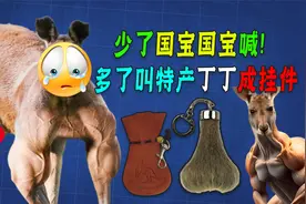 稀少了国宝国喊！多了沦为土特产！澳洲当袋鼠没地位也没尊严！视频封面