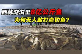 鱼类多达8亿公斤！西藏作为最大天然渔场，为何无人敢打渔钓鱼？视频封面