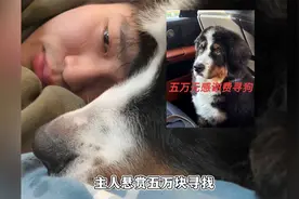烟台伯恩山犬啾啾走丢，悬赏五万被两只流浪狗找到，眼神刀哭网友视频封面