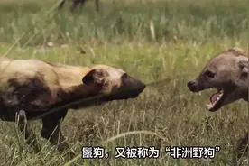 掏心掏肺嘎腰子！盘点鬣狗活吃猎物精彩瞬间玩弄猎物活活掏肛视频封面