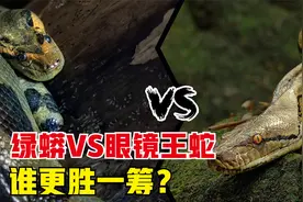 当爬行巨兽相逢：绿蟒VS眼镜王蛇，谁更胜一筹？视频封面