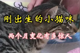 从新生到蹒跚学步，盘点幼猫两个月成长变化。视频封面