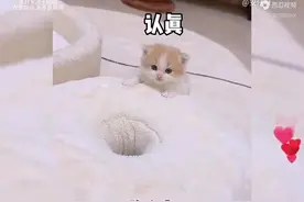 盘点一只小奶猫的搞笑日常视频封面