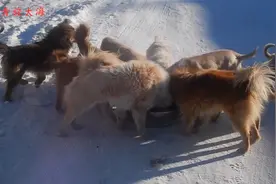 零下37度，10只流浪狗吃雪充饥，大海炖一锅饭喂它们，全吃饱了视频封面