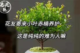 花友寄来小叶赤楠养护，这是纯纯的难为人嘛？