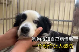 边牧被救七天后查出胰腺炎，面对高昂费用，狗狗一动作让人破防视频封面