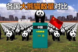 不同国家的大熊猫数量对比视频封面
