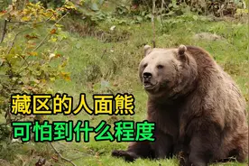 藏区的人面熊有多可怕视频封面