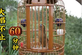 60分钟画眉鸟叫声欣赏，大唱不止，好听，值得收藏！