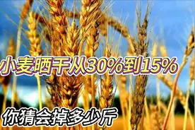 小麦晒干的秘密，从30%到15%，你猜会掉多少斤