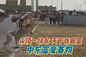 一起看看中东土豪日常娱乐项目赛犬拉力赛。视频封面