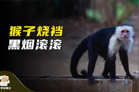 猴子烧裆浓烟滚滚，人类为何要给它提供打火机？