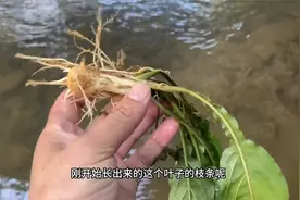 长满白发不用愁！把黑发草挖去煮水洗头，老中医称作白头发的克星视频封面