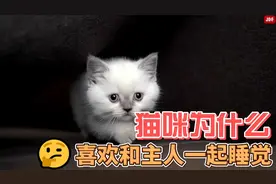 猫咪为什么喜欢和主人一起睡觉视频封面