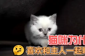 猫咪为什么喜欢和主人一起睡觉视频封面