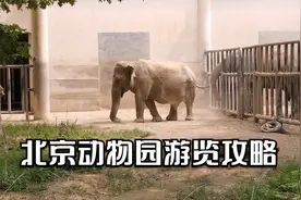 逛北京动物园，既能看全动物，又不走回头路，这条游玩攻略告诉您视频封面