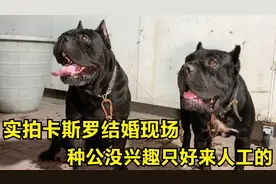 实拍卡斯罗结婚现场，种公对母犬没兴趣只好人工输精，过程太爽了视频封面