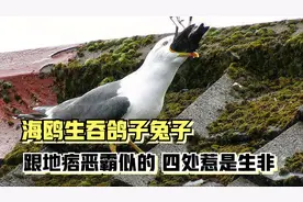 海鸥的嘴有多恐怖？生吞兔子,鸽子,老鼠,跟个饿鬼一样四处横行！视频封面