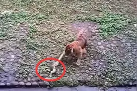 猫咪掉进老虎园，一只老虎过来了，接下来忍住别笑视频封面