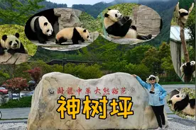 四川卧龙神树坪基地，观赏大熊猫的好去处视频封面
