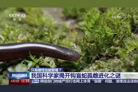 只有雌性也能繁殖？我国科学家揭开钩盲蛇孤雌进化之谜