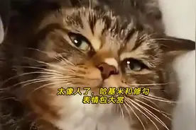 太像人了，哈基米和修勾的像人表情包大赏视频封面