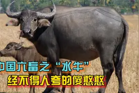 农村六畜之“大水牛”，一只经不起人夸的傻憨憨视频封面