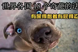 世界各国最奇葩的18个法规，在瑞士有屎得憋着，在美国有屁得忍着视频封面