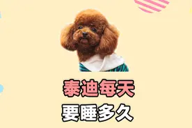泰迪每天要睡多久？知道的人不多！