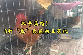 比羊粪好！果树打底肥，3种“粪”天然而且有机视频封面