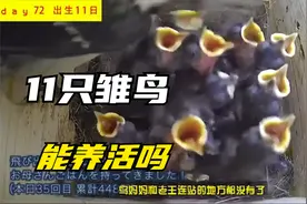震惊！11只鸟宝宝，从筑巢到小鸟们离巢的全过程，看了让人泪目！