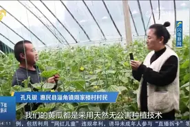 惠民：千亩黄瓜迎来丰收季，产销一体化，促进产业振兴发展视频封面