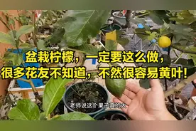盆栽柠檬一定要“矮化”，很多花友不知道，不然很容易黄叶！视频封面